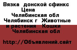 Вязка- донской сфинкс › Цена ­ 1 000 - Челябинская обл., Челябинск г. Животные и растения » Кошки   . Челябинская обл.